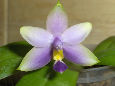 Phalaenopsis Violacea coerulea flower almost opened