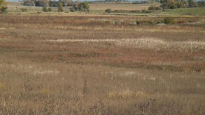 [Western portion of Shoemaker Marsh, saline wetland]