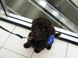 Alfie sits in front of the escalators