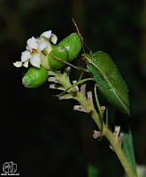 La chinche verde o hedionda (Nezara viridula)