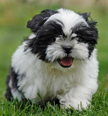 Shih Tzu dogs