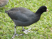 Hawaiian Coot, Ho'omaluhia Botanical Garden, Kaneohe, Oahu - © Denise Motard