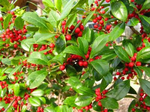 Holly Tree Lore