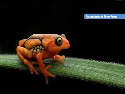 resplendent tree frog