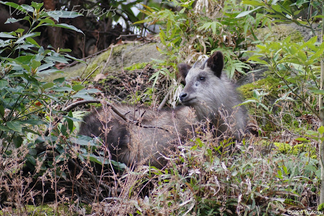 Japanese Serow in tanzawa mountains