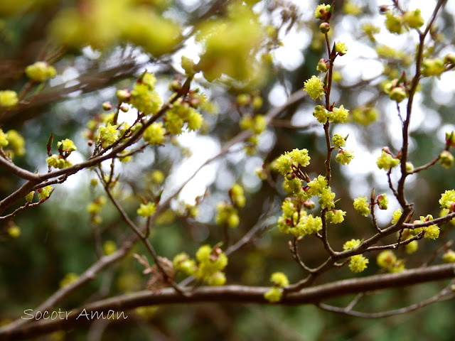 Lindera praecox