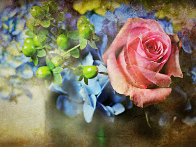 foto de rosas de colores