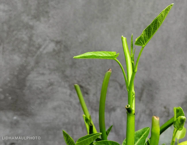 pucuk kangkung