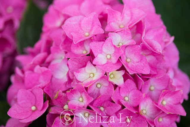 endless summer hydrangea