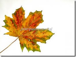 BLOG MUNDIAL OUTONO