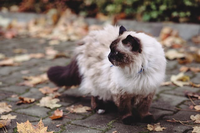 قط بيرمان - أنواع القطط