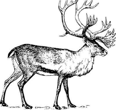 Caribou facts and information