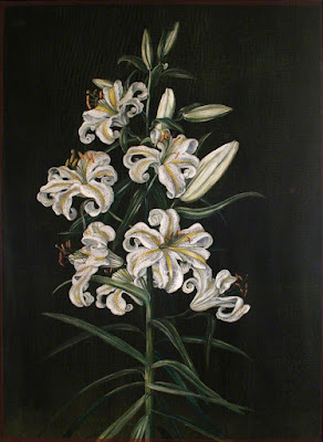 Лилия золотистая (Lilium auratum)