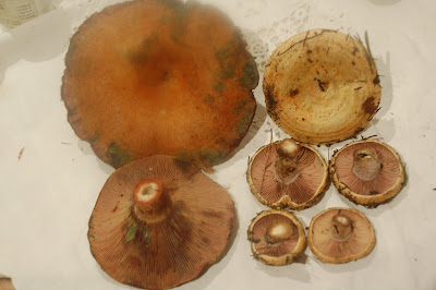 LACTARIUS VINOSUS Y SANGUIFLUUS, chapurriau,bolets