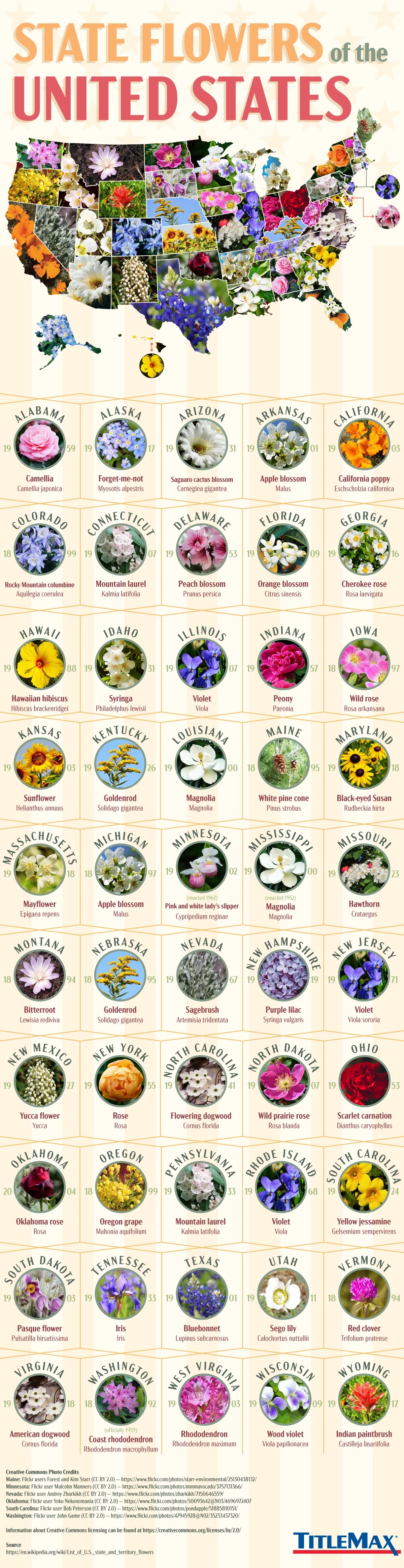 State Flowers of the United States