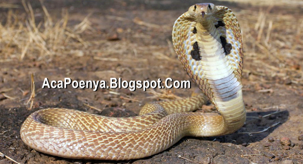 Ular Cobra Beracun