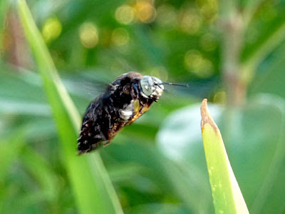 Black Carpenter Bee (Xylocopa latipes)