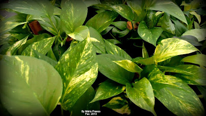 Jiboia Verde Epipremnum Pinnatum