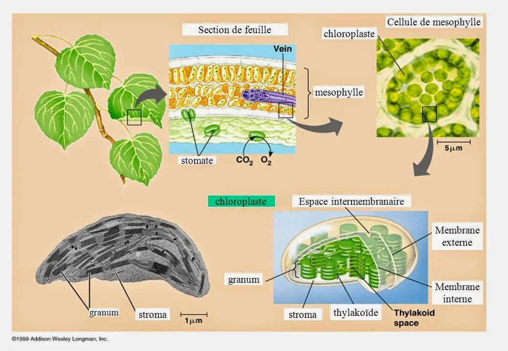 Chloroplaste 