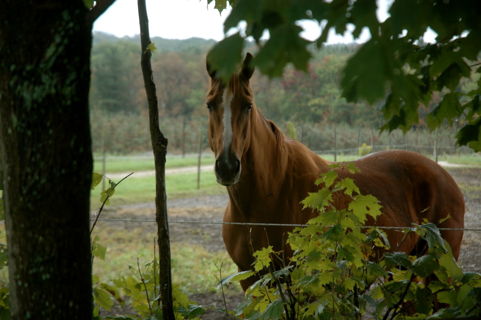 Horse Rain