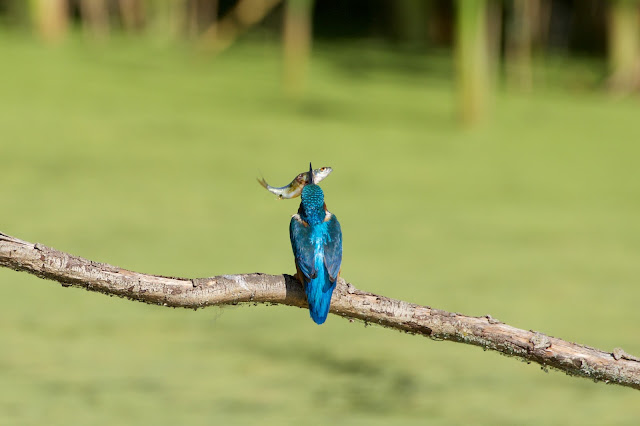 Common Kingfisher छोटा किलकिला, राम चिरैया, शरीफन, निता मछराला  (Alcedo atthis)  with fish for fledlings at RSPB Rye Meads, U.K. August 2022