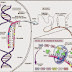 sintesis protein