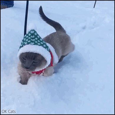 Amazing Cat GIF • Meanwhile in Canada a dressed up cat walks in deep snow [ok-cats.com]