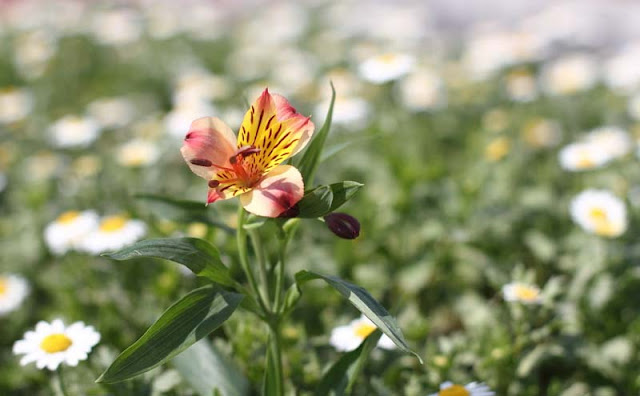 Peruvian Lily Flowers Pictures