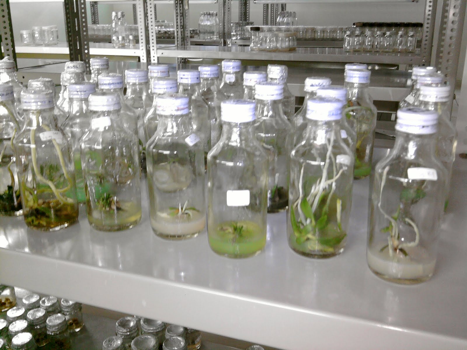 TISSUE CULTURE AND ORCHIDOLOGI KUNJUNGAN KE LABORATORIUM 