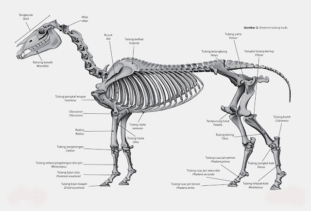Art and Lore Anatomi Tanda dan Warna  Kuda