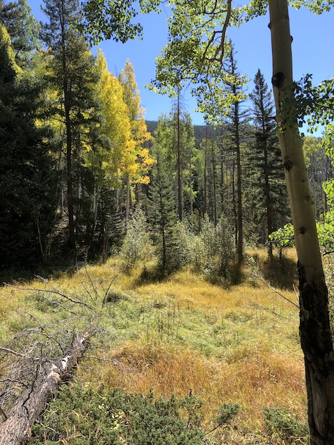 View of aspen on trail to Timber Lake