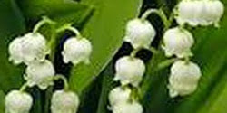 How To Make Imitation "Lily of the Valley"