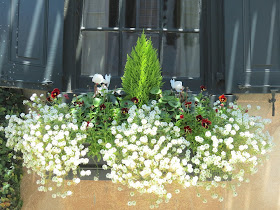 charleston window box boxes easy to maintain show stopper