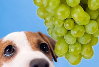 Foods Your Dog Should Never Eat
