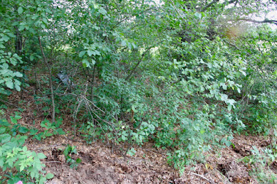 backyard buckthorn before pulling