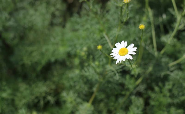 Mayweed Flowers Pictures