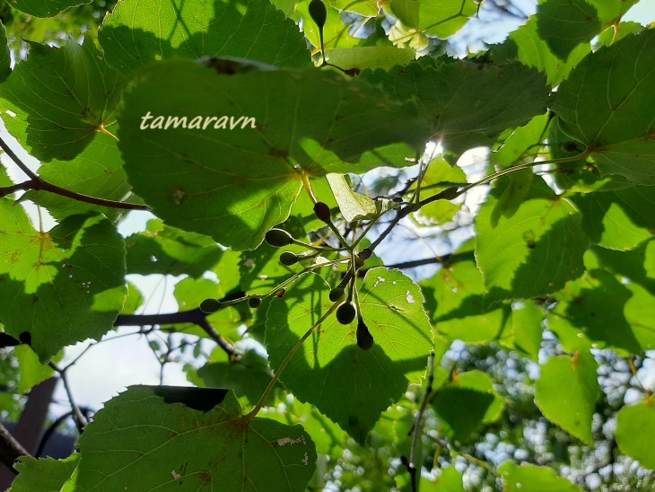 Липа амурская (Tilia amurensis)