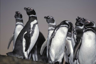 Punta Tombo - Pingüinos de Magallanes en acción en Patagonia