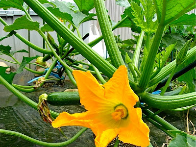 [10000ダウンロード済み√] ズッキーニ 雄花 雌花 155036-ズッキーニ 雄花 雌花 違い