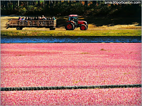 Cultivos de Arándanos Rojos