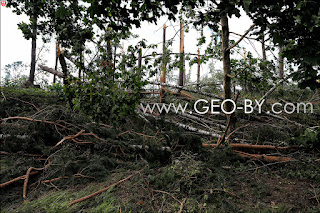 Attack of the hurricane on Belarus July 13, 2016. Przyluki. Otolin. Fallen forest near the village of Przyluki near Minsk