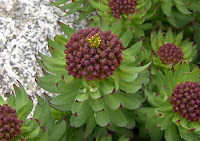 rhodiola rosea