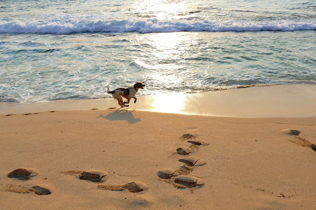 Prevelly, Strand, Beach, Hund, erlaubt, Sonnenuntergang, relaxen