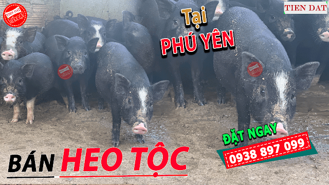 Địa chỉ bán heo tộc, heo đen, heo đồng bào, heo mọi tại Phú Yên Giá rẻ