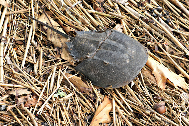 Caparazón de un Cangrejo Herradura