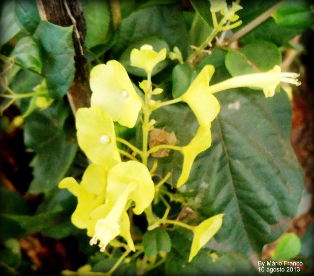 FLOWERS Yellow   Holmskioldia sanguinea 