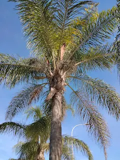 A palm tree of butia.