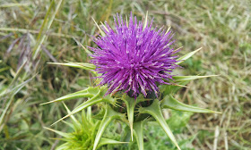 Flor del cardo mariano