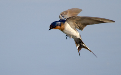 Suara Burung Walet