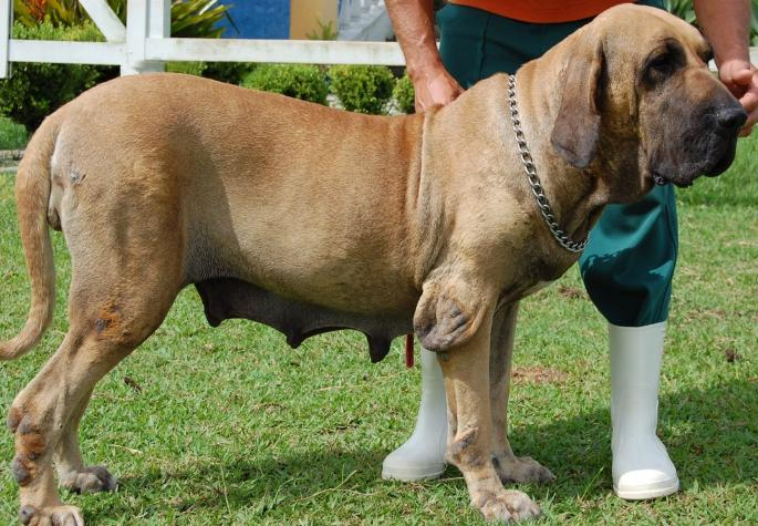 Fila Brasileiro, Canil Itanhandu, cão fila brasileiro